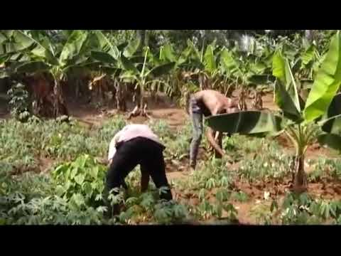 Youth Farming to Eliminate Hunger in Rural Nigeria