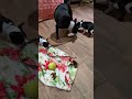 Boston Terrier dogs for sale: Maeve - Video 2