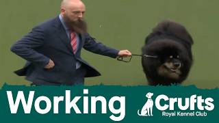 Group judging (Working) and presentation | Crufts 2026