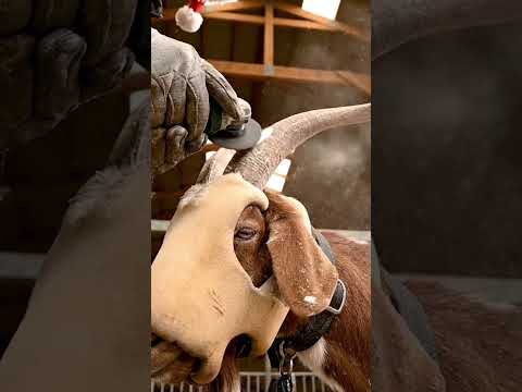 Goat Horn Tip Trim with jingle bells😁2 #goatcare #dehorning #farmsafety