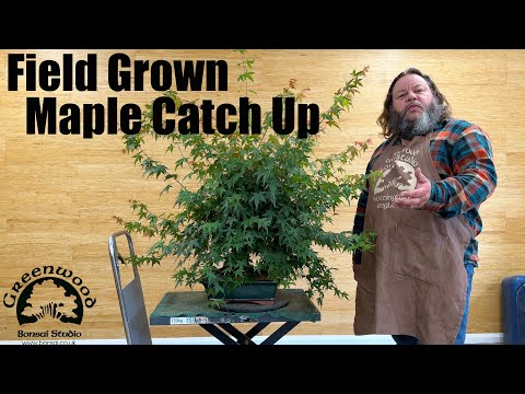 Corin updates us on this field grown maple bonsai - Greenwood Bonsai