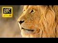 Amazing Lions Collection in 8K TV HDR 60FPS ULTRA HD