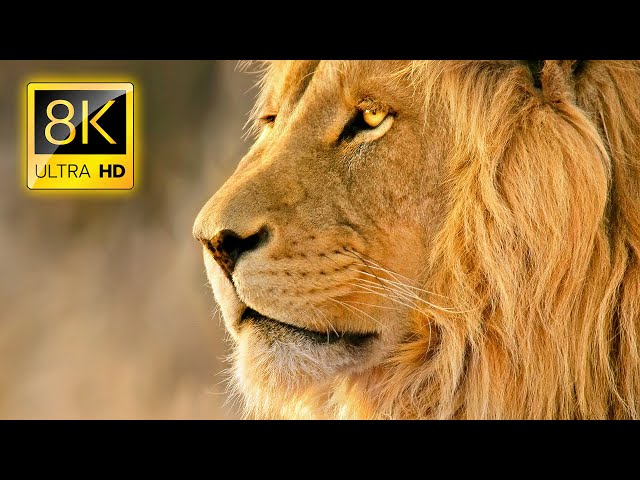 英語のlionsのビデオ発音