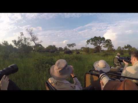 Photographing Djuma Elephants with Penda Photo Tours