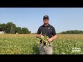 🌱🚨 Sudden Death Syndrome In Soybeans: What You Need to Know! 🚨🌱