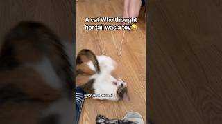 A cat who thought her tail was a toy😂#cat #katze #ねこ #catvideos #cats #funny #funnycats