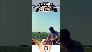 Download lagu Forced to Eat Grass in the Rice Fields mp3 Download lagu Forced to Eat Grass in the Rice Fields mp3