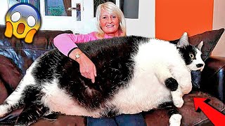 СМЕШНЫЕ ЖИВОТНЫЕ 2020 / ПРИКОЛЫ КОТЫ СОБАКИ, ЛУЧШИЕ ПРИКОЛЫ с Кошками и Собаками Funny Cats