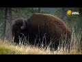 CBS Sunday morning bison herd