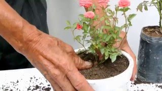 Cultivo de rosas en miniatura