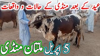 Multan Cow Mandi Fresh Latest Update Video | Cholistani Ablak Nukre Sahiwal Bachre | Cow Mandi 2024🔥