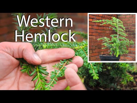 Western hemlock bonsai from nursery stock