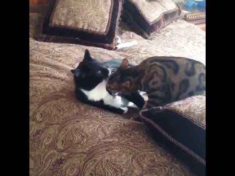 Cats Groom Each Other - Dominance Grooming