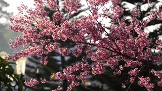 preview picture of video 'Cherry blossom in Dalat - Hoa Anh Đào Đà Lạt'