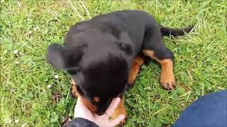 How Puppies should be!