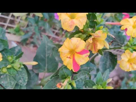 Mirabilis jalapa । the marvel of Peru  । four o'clock flower।