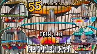 Download lagu PERDANA❗55 SUARA PERKUTUT BANGKOK PIYIKAN RING ORIN BIRD FARM mp3 Download lagu PERDANA❗55 SUARA PERKUTUT BANGKOK PIYIKAN RING ORIN BIRD FARM mp3