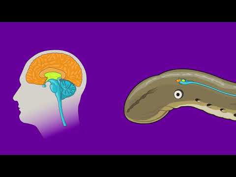 Meet the Sea Lamprey