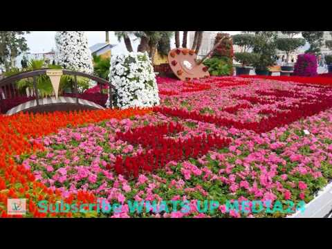Flowers in Katara winter festival 2017