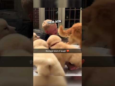 Golden Retriever puppies are the best ❤️￼