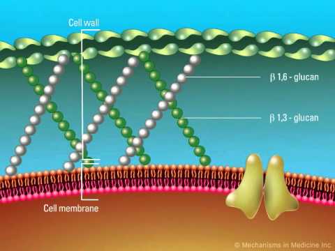 Overview of the Fungal Cell Structure