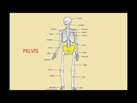 Los huesos del cuerpo humano.