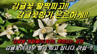 감귤꽃이 개화하고, 감귤꽃향기가 가득하고!! : 감귤꽃 개화진행율!!