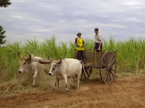 download lagu mp3 mp4 Fair Trade Sugar Price, download lagu Fair Trade Sugar Price gratis, unduh video klip Fair Trade Sugar Price