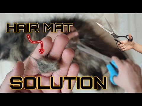 How to remove mats from cat's fur yourself at home | Lion hair cut | DIY