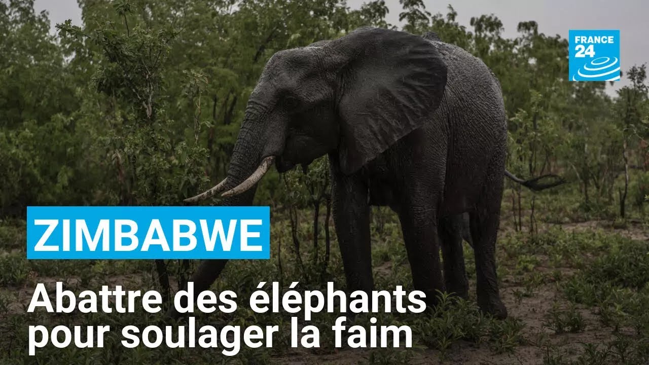 Le Zimbabwe défend l'abattage d'éléphants pour soulager la faim due à la sécheresse