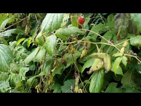 Drumeție la cascada Scoruș