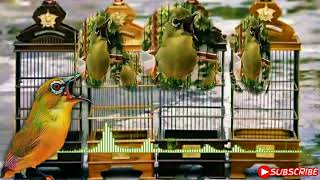 Download lagu Masteran Pleci Dakbal | Anti glondang mp3