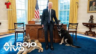 Regresan los perros de la familia Biden a la Casa Blanca