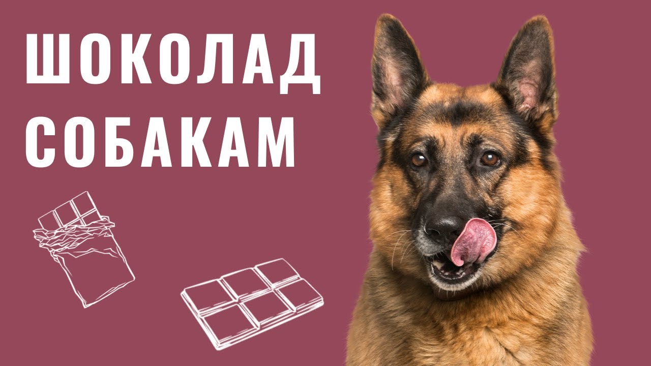 YouTube video preview