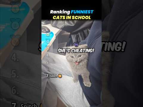 Ranking FUNNIEST CATS IN SCHOOL Core Moments!! 🐱📚