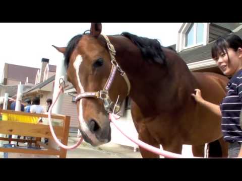 乗馬クラブパロミノ気持ちよくて鼻をの伸ばす馬
