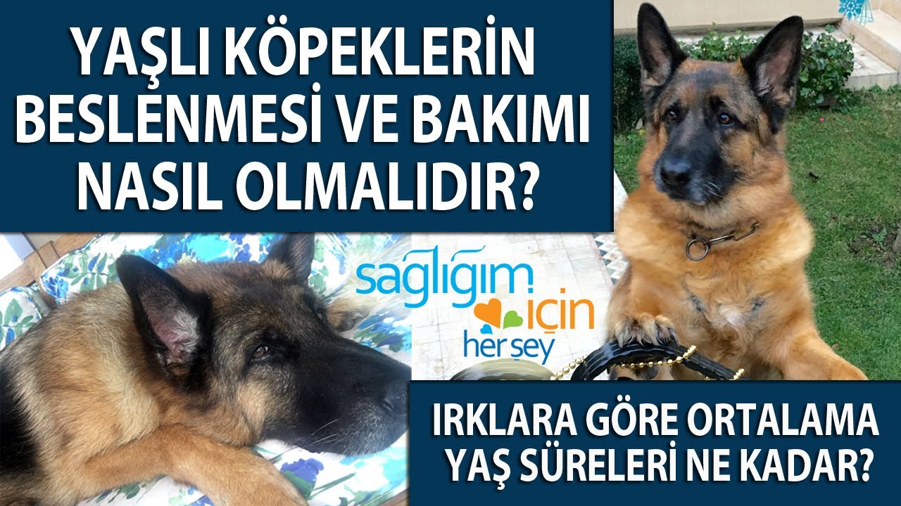 Yaşlı Köpeklerde Hangi Sağlık Problemleri Görülür ve Tedavisi Nasıl Olur?
