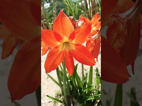 sítio Comodoro mato grosso
