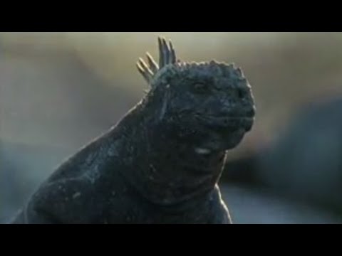 Secret Life of Marine Iguanas | Wild South America | BBC Studios