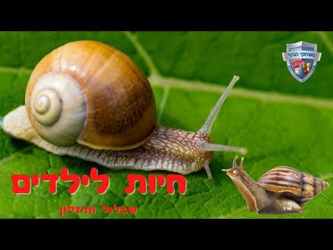 חילזון שבלול ברלה וחשופית חיות לילדים - משפחת החלזונות