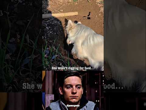 A Mother Dog’s Final Goodbye #dog #youtubeshorts #algorithm