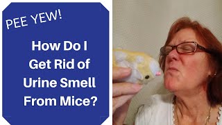 How to Get Rid of Urine Smell from Mice