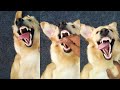 Making Her Laugh TooDifferentDogs GoldenRetriever Laughs Shorts