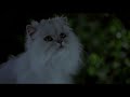 Stuart Little Smokey S Defeat Ending Scene 1999