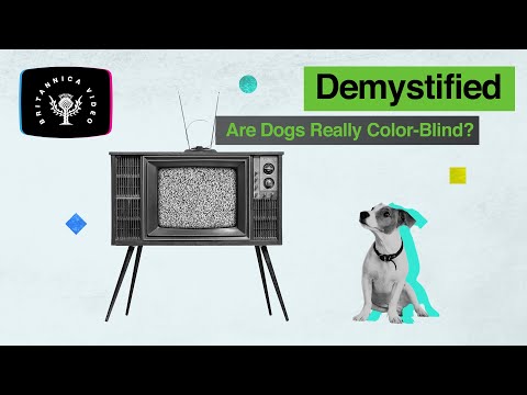 Demystified: Are Dogs Really Colorblind? | Encyclopaedia Britannica