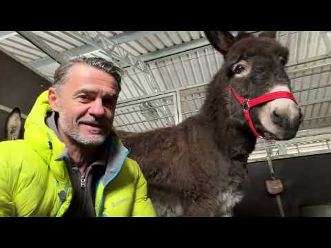 Little Józio and his mom are currently living in the stable. These donkeys are adorable.