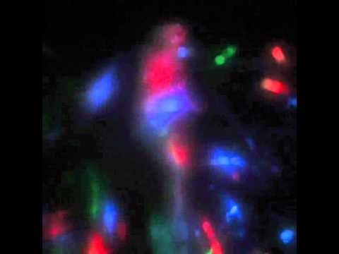 Daphne guinness Maison martin margiela