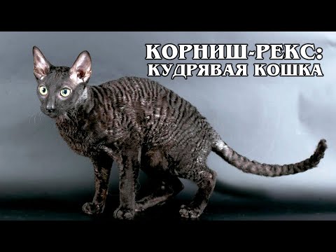 CORNISH REX: Curly breed of cats with the name of a rabbit | Interesting facts about cat breeds