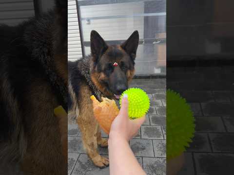 #funnydogs #germanshepheard #собака
