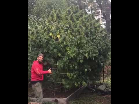 ONE OF THE WORLDS BIGGEST CANNABIS TREE EVER GIANT BUDS
